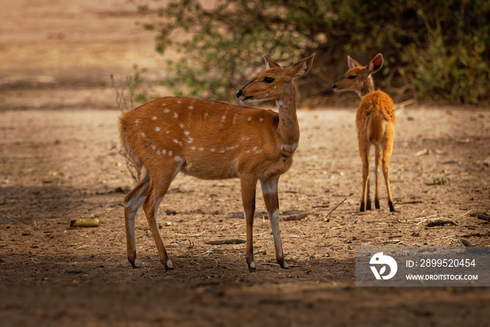 Cape Bushbuck - Tragelaphus scriptus is a widespread species of antelope in Sub-Saharan Africa. Similar to kewel some scientific literature refers to it as the imbabala