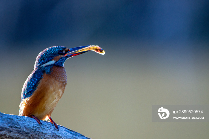 Kingfisher bird