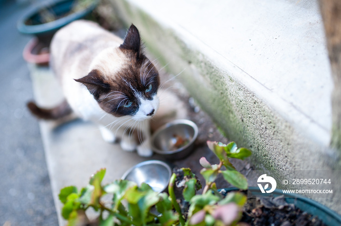 Chat devant sa gamelle