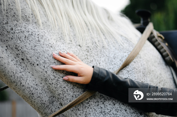 Pet lover. Hand of woman hugging a horse. Love between people and animals.