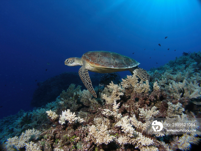 Green Sea Turtle off Cairns. Great Barrier Reef Australia.