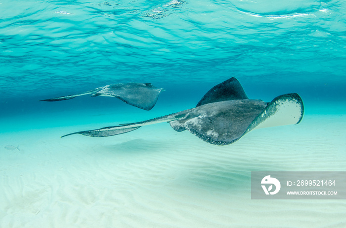 The underwater marine animals of Grand Cayman