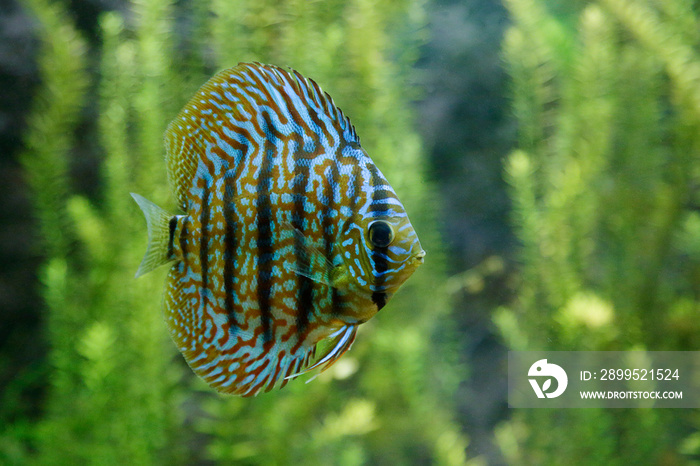 Symphysodon discus in a tropical aquarium