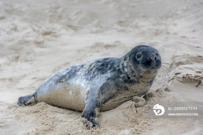 Young seal in its natural habitat laying on the beach and dune in Dutch north sea cost (Noordzee) The earless phocids or true seals are one of the three main groups of mammals, Pinnipedia, Netherlands