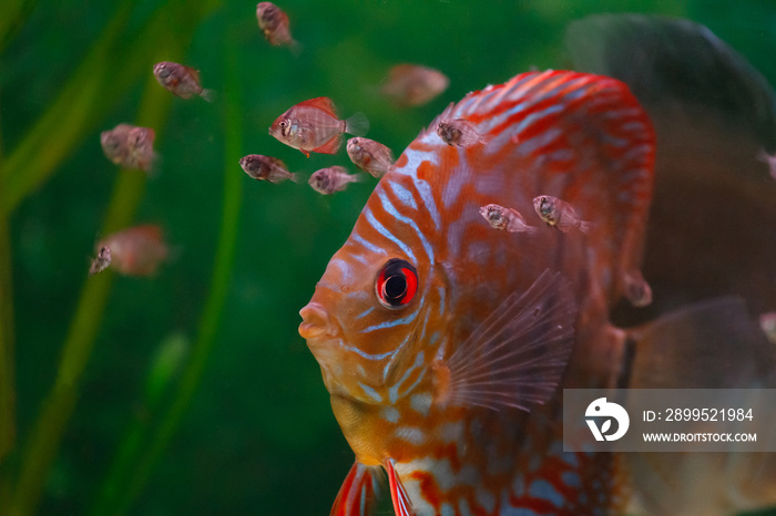 Discus with fish chicks