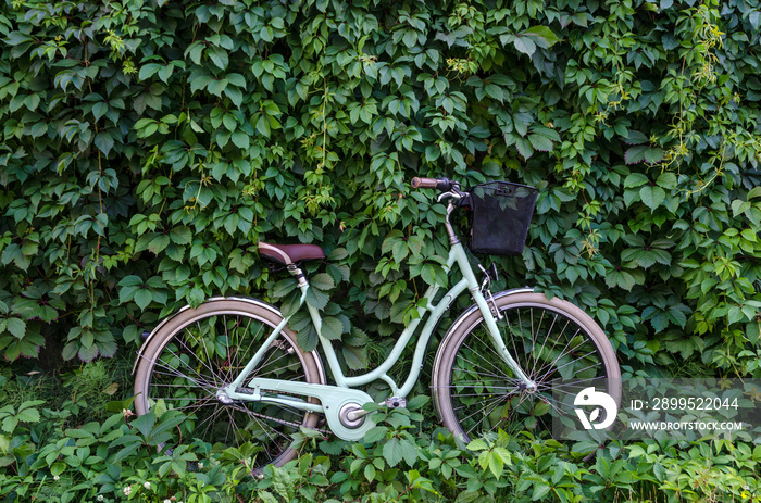 City bicycle with a basket on green ivy creeper wall background.