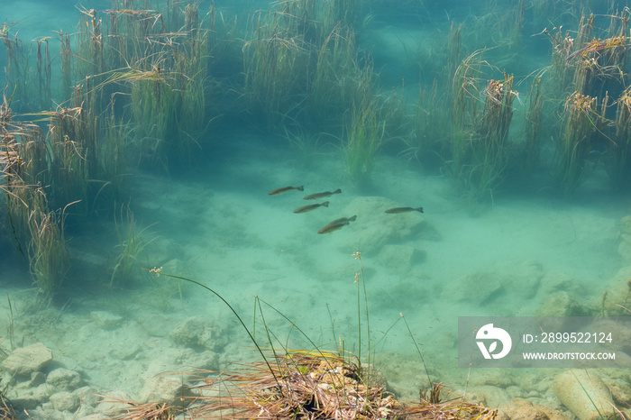 group of blackbass in the transparent waters of the ruidera lagoons castilla la mancha spain