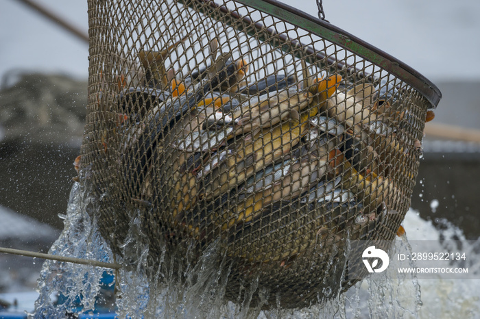 Fishing pond - sorting fish carp and other fish