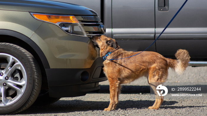 Side view of medium sized mix-breed dog on leash, sniffing automobile, doing scent work during a vehicle search