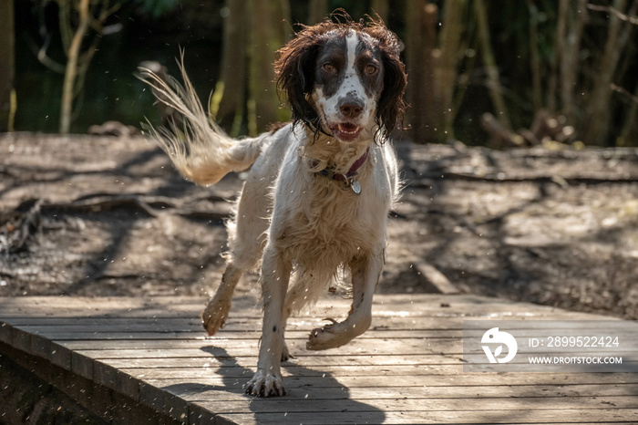 Wet Sprocker Spaniel Dog running around in a park