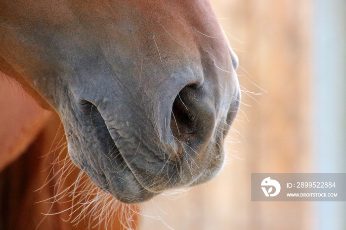 Horses nostrils