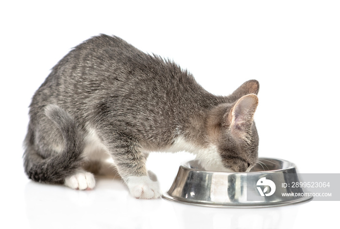 Young cat eating food from bowl. isolated on white background