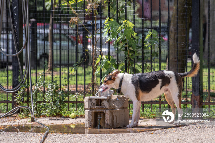 Fun scene at a dog park in the city: a cute dog drinks from a water fountain on a hot summer day.