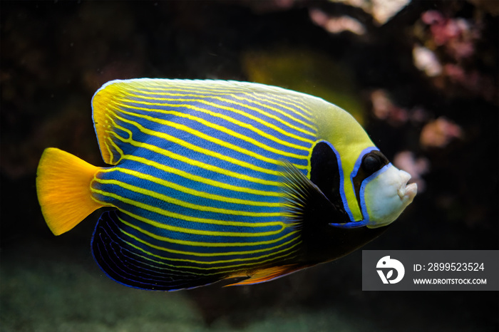 Emperor angelfish fish underwater in sea