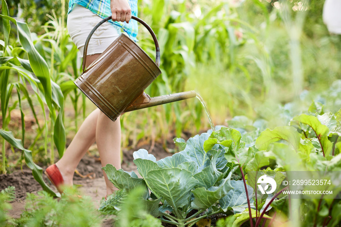 woman watering plants in the garden at summer day