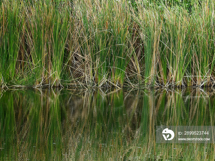 Lesser reedmace ( Bulrush,Cattail,Elephant grass,Reedmace tule ) in the pond with water reflection