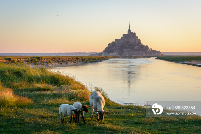 Sheep grazing on salt marshes at sunrise in front of the Mont Saint-Michel tidal island in Normandy, France.