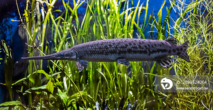 Portrait of longnose gar. Latin name - Lepisosteas osseus