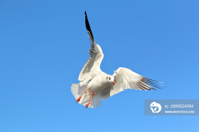 Seagull flying in beautiful sky.