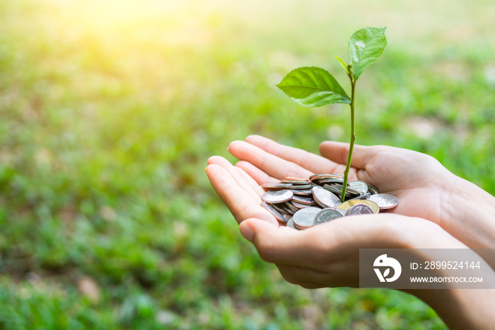 Hand female holding coins with plant growing. Beginning concept, Saving Concept, Concept for business.