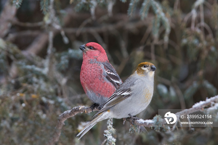 Pine Grosbeak - Pinicola enucleator in winter