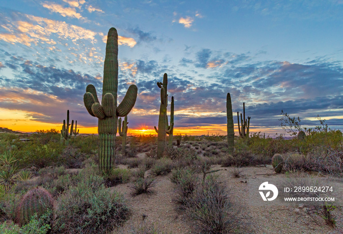 Sunset Skies In North Scottsdale Arizona With Cactus