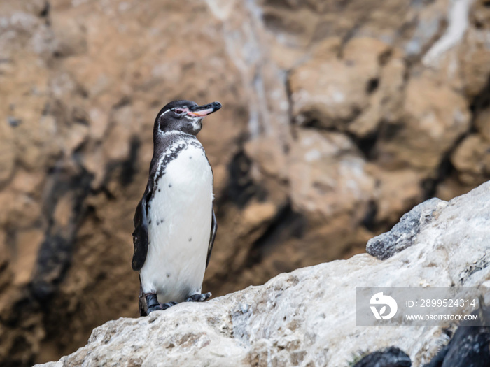 Cute Galapagos Penguins resting along the shore near Isabela Island in Galapagos Islands, Ecuador