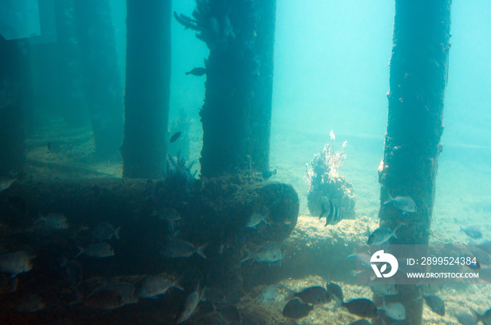 Views from the Underwater Observatory, Busselton Jetty, WA, Australia