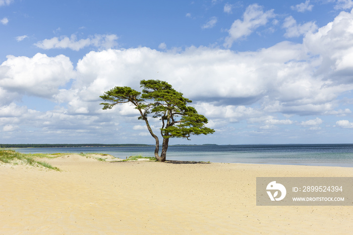 Baum am Strand