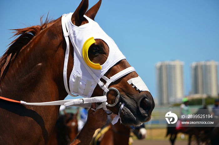 Portrait of a thoroughbred race horse wearing white blinkers being escorted to the starting gate  at a racetrack in southeast florida