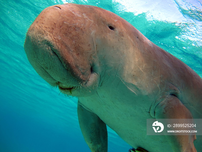 Dugongo. Sea Cow in Marsa Alam. Marsa Mubarak bay.