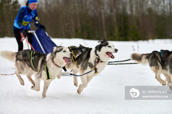 Running Husky dog on sled dog racing