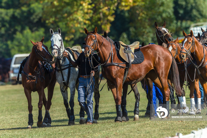 Horses Saddled Grouped Together Polo Game