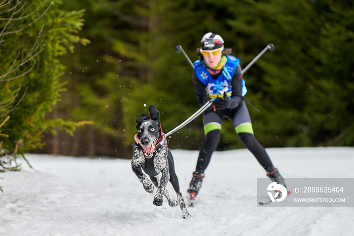 Skijoring dog sport racing