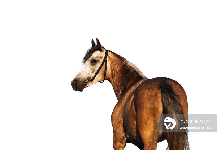 Portrait of a beautiful light brown horse, which stands in half-turn. Isolated as png