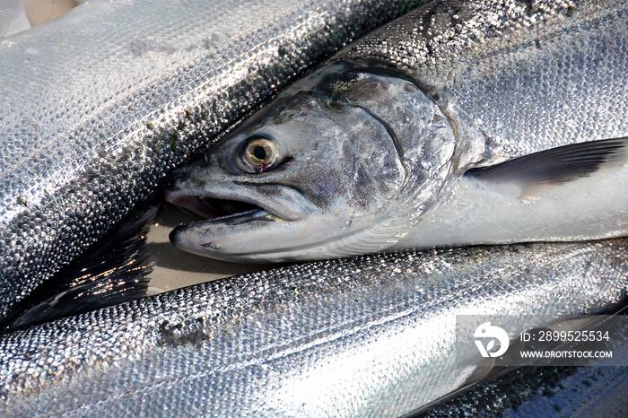 coho salmon catch in cooler