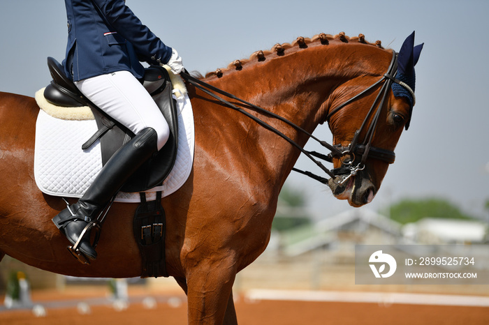 Close up on a horse head during a dressage competition