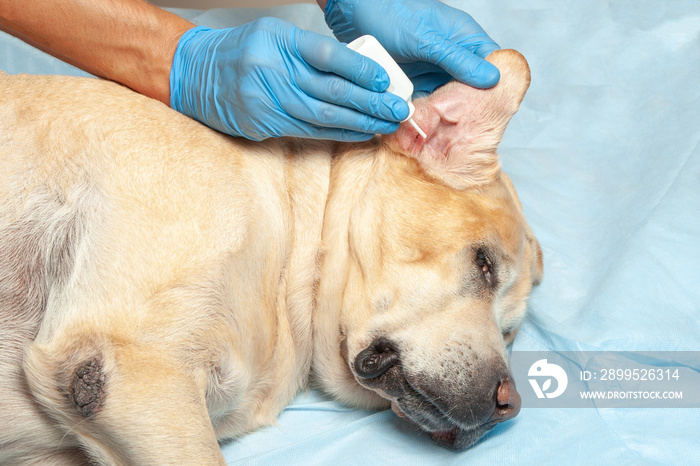 Doctor in gloves drips drops in the dog’s ear. Veterinary clinic is clean-eared