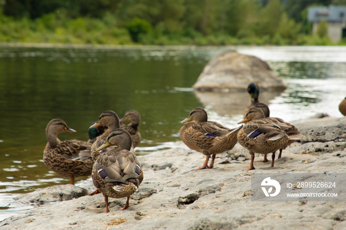 Female Mallard Hens on the Rocks at Clackamas River Banks