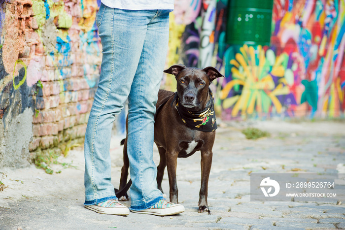 Black dog on the street with graffiti sitting and posing