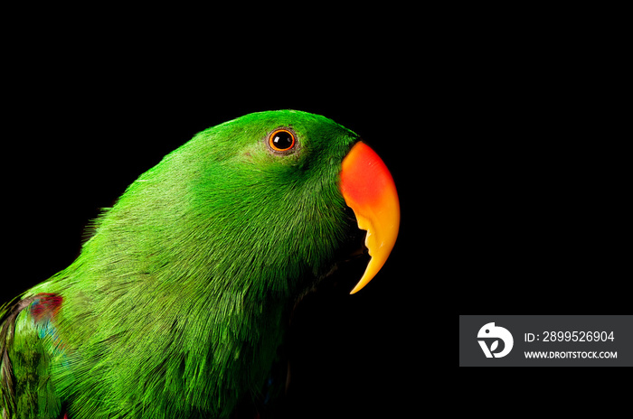 Green Male Eclectus Parrot isolated on black with copy space.