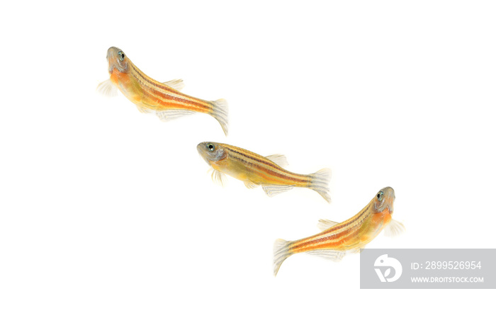 danio zebrafish swimming isolated on white background, macro photography