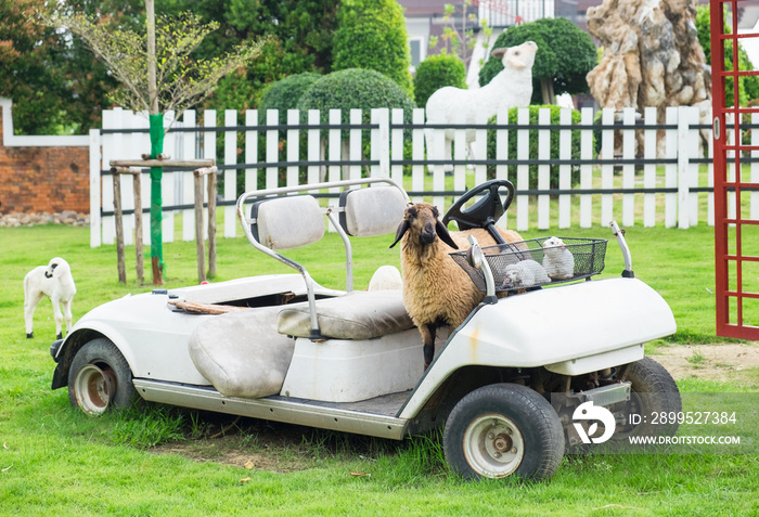 Sheep standing on white golf cart on lawn