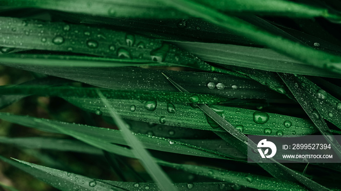 Green grass with water drops as background texture