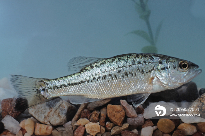 The largemouth bass (Micropterus salmoides) is a carnivorous freshwater gamefish in the Centrarchidae family. This species has been introduced into many countries due to its popularity as a sport fish