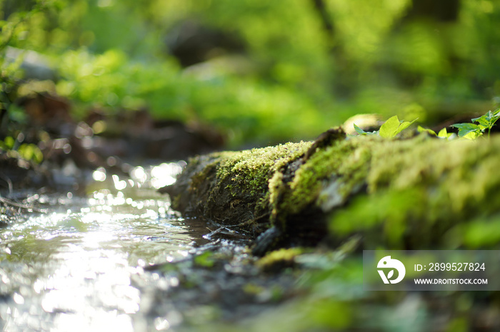 Narrow stream winding throught the dense green forest in spring