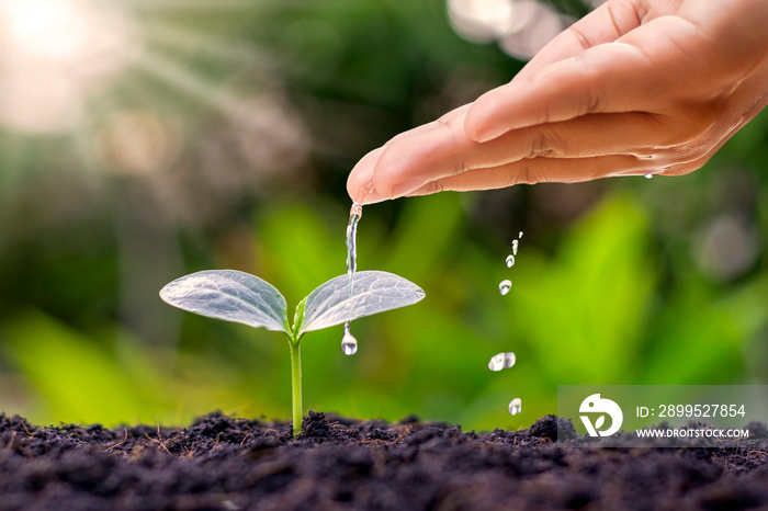 Farmers are watering small plants by hand with the concept of World Environment Day.