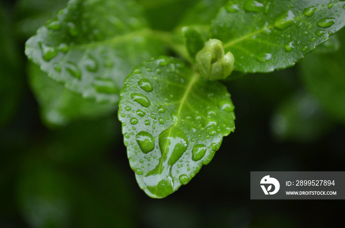 Green leaves with water droplets