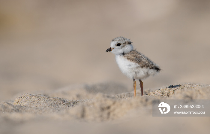 Baby Piping Plover