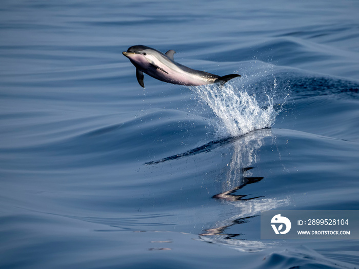 baby newborn Dolphin while jumping in the sea at sunset